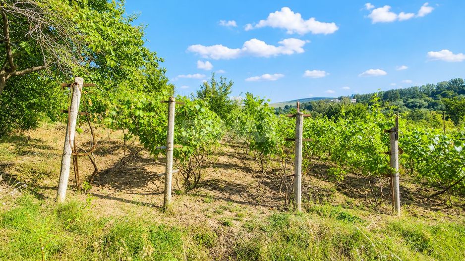 Lot pomiol în Sângera | Î.P. „Roadă Bună” | Zonă Locuită - Poză 9