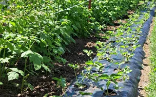 Casă individuală 5 camere cu garaj curte si gradină Șura Mare - Poză 13