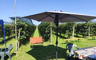 Plantatie de Muri Baicoi 10.000 mp Afacere la cheie! - Poză 9