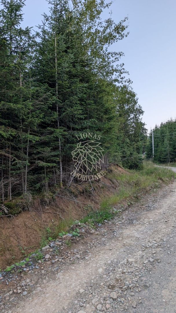 Teren 19,500 mp (1,95 Ha)-curent-ideal cabane-Colibita - Poză 1