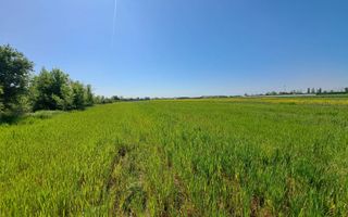 Teren de vanzare in Magurele Ifov Centura Bucuresti - Poză 2