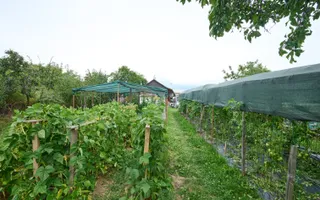 Casă cu teren generos – Vedea-Arges - Poză 34