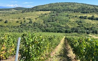 Vie de 115 Hectare în satul Dud, județul Arad - Poză 3