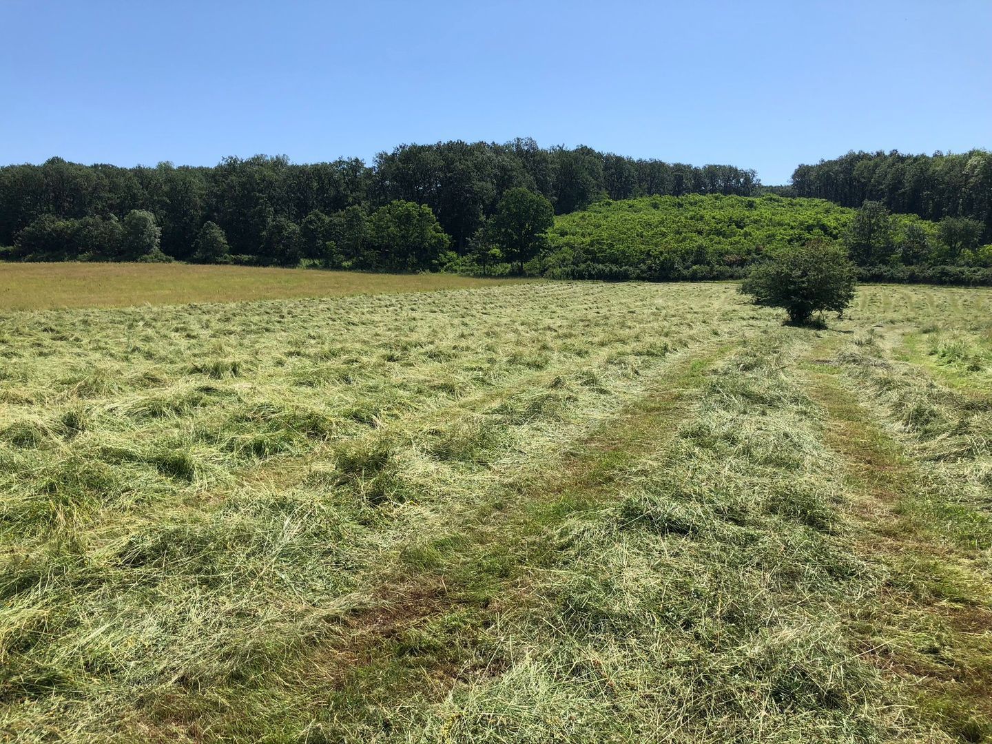 Teren arabil de 630 hectare în Galați - Poză 2