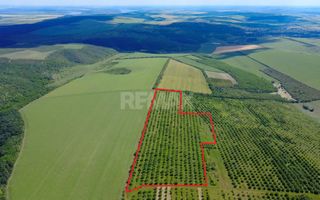 Teren Agricol, 11 HA, Bulăiești, Orhei - Poză 1