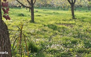 Casa de vanzare |Nuci, Balta Neagra, la 25 de minute de București - Poză 3