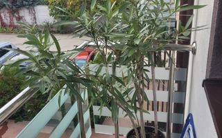 Casa 3 camere de vanzare Bragadiru - Poză 12