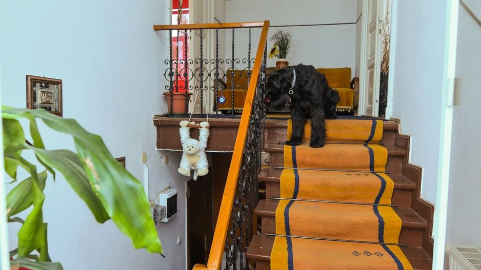 Casa individuală | Strada Plantelor | Curte proprie - Poză 8