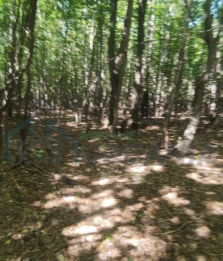 Teren forestier de vânzare, 1 ha, județul Neamț, comunele Rediu Borlești, OS Tazlău - Poză 10
