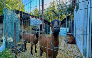 Vânzare Casă  D+P+E - 230 m.p. - Bucium - Poză 20