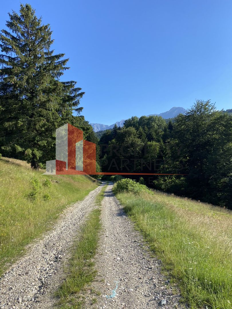 Teren 14400 mp la iesire din Rasnov inspre Pârâul Rece-Trei Brazi - Poză 11