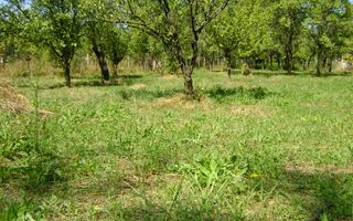 Teren  de vanzare Cornu 1919 mp - Poză 2