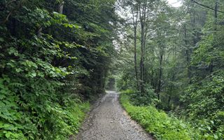 18000 mp de natura pura ,Lupeni, langa Straja - Poză 33
