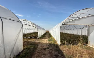 Teren intravilan agricol | 7029 mp | Satu Nou | Bihor - Poză 11