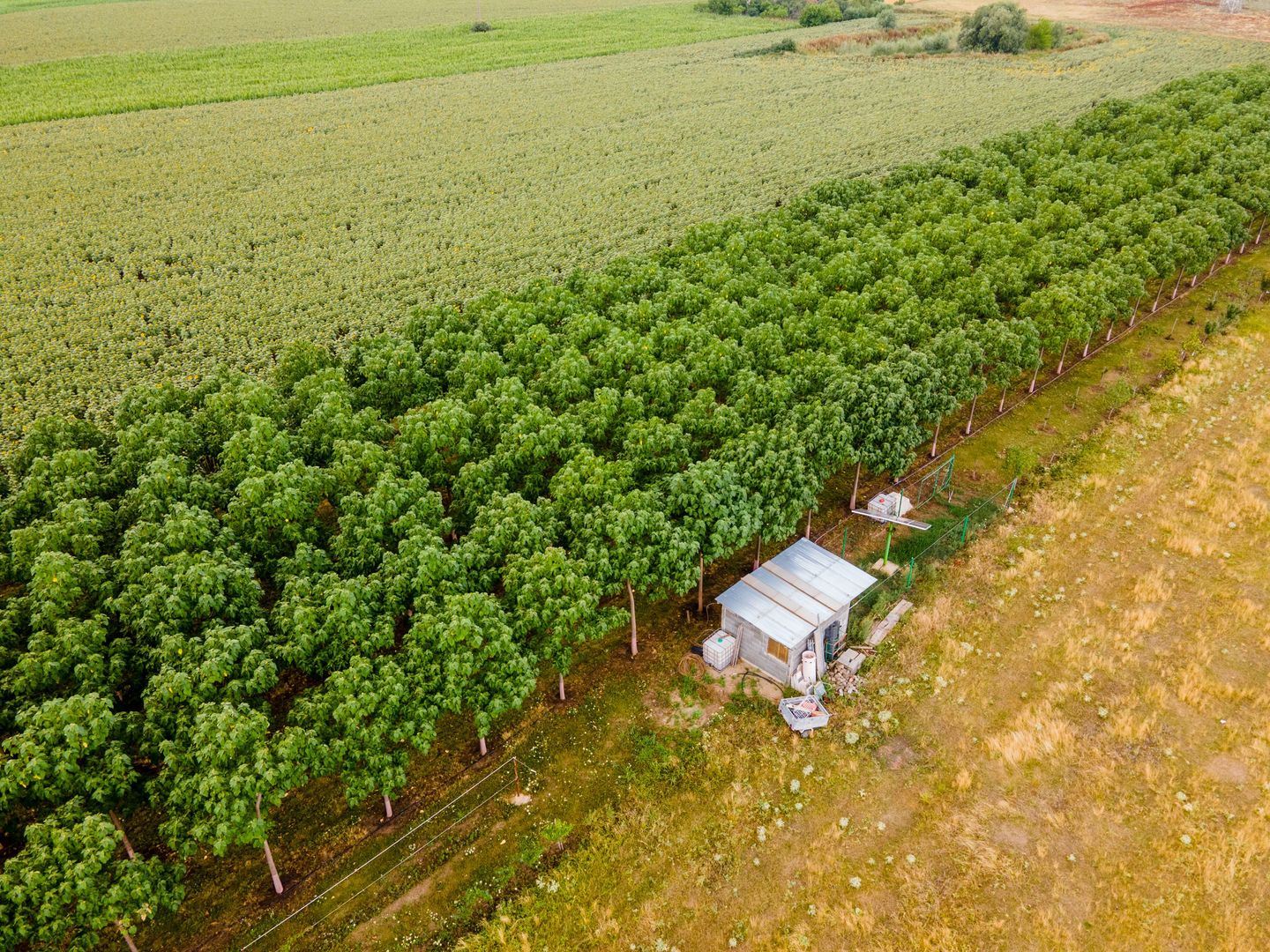 Teren cu plantație de arbori Paulownia, 1.25 ha - Poză 2