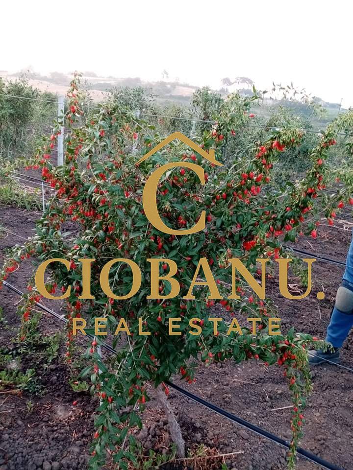 Teren intravilan cu PLANTATIE DE GOJII de vanzare in Racari - Poză 21