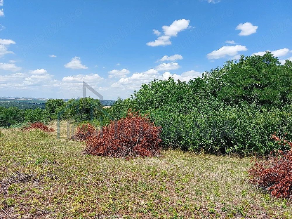 Teren intravilan, Curaturi, comuna Ciurea, 6310 mp - Poză 4