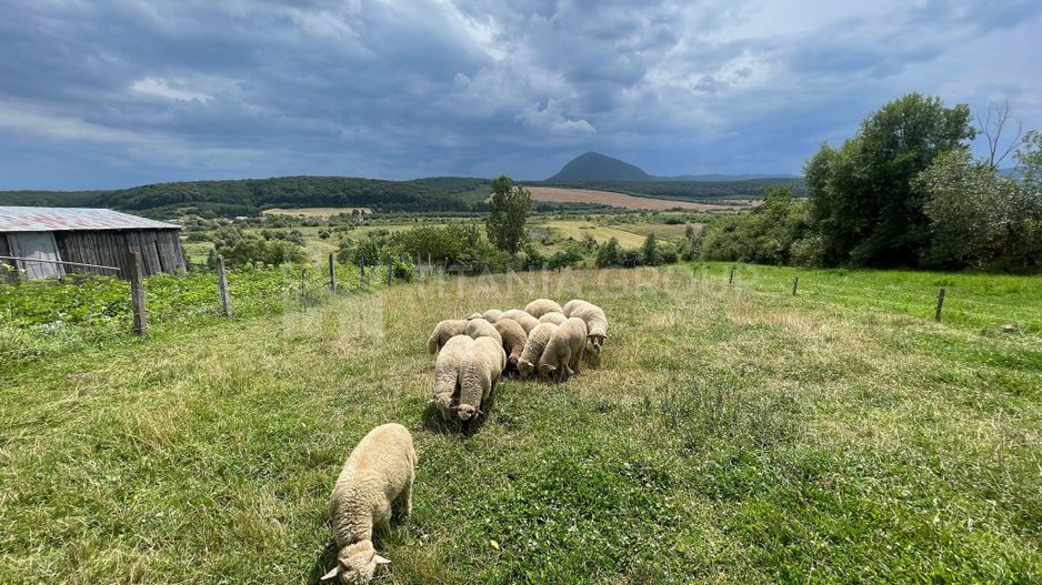 Casa cu teren 1800 mp in Dumbravita,  comision 0 - Poză 11