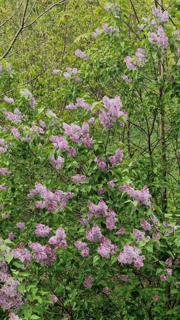 Comision 0 - Apartament în vilă, spațios, priveliște spre cabana Postăvaru - Poză 29