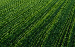 Fermă Agricolă Activă – 1.450 ha - Nord Est Romania - Poză 6