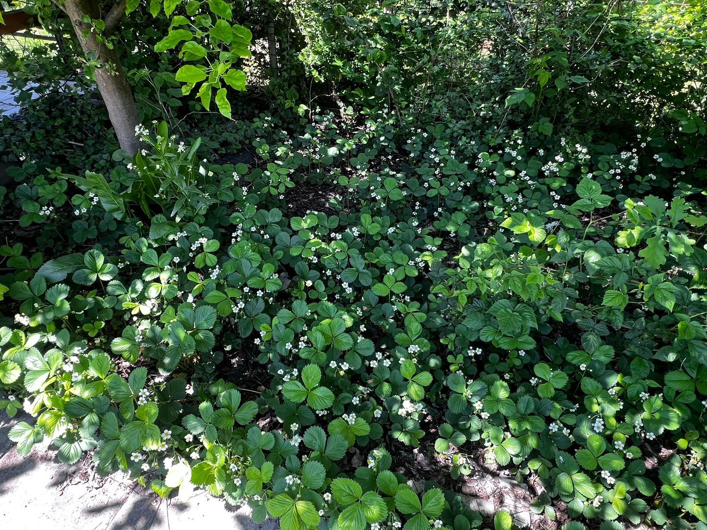 Ocazie unică! Casă de vânzare în stațiunea Covasna! - Poză 28