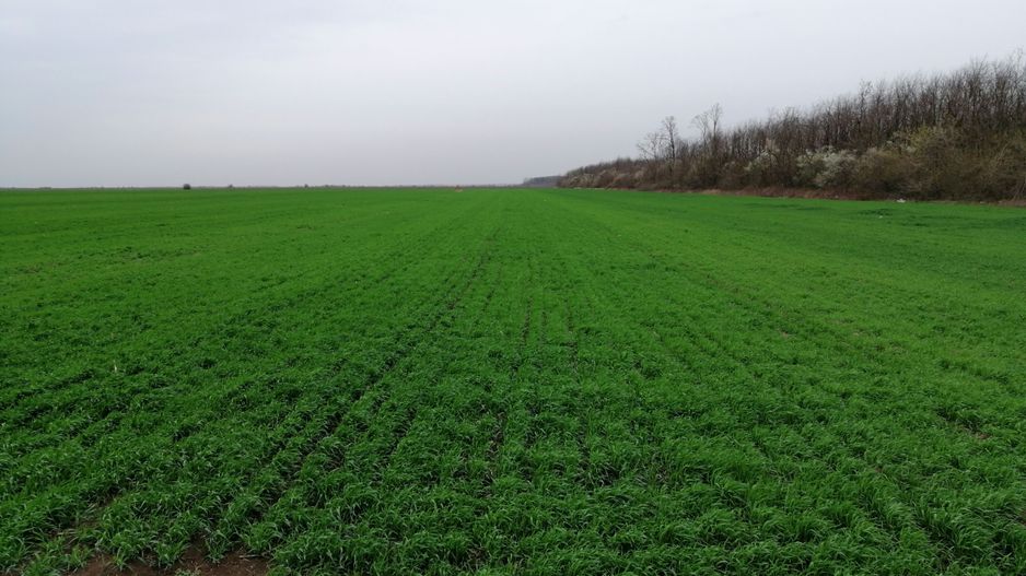 Teren extravilan localitatea Afumati - Poză 1