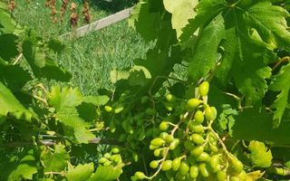 Teren intravilan de vânzare - 6200mp, pădure în apropiere - Poză 10