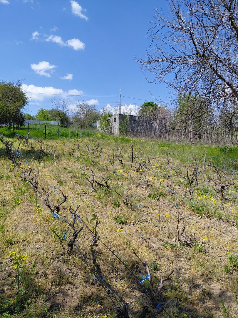 Teren intravilan 3.250 mp în Filești – Ideal pentru casă sau investiție! - Poză 17