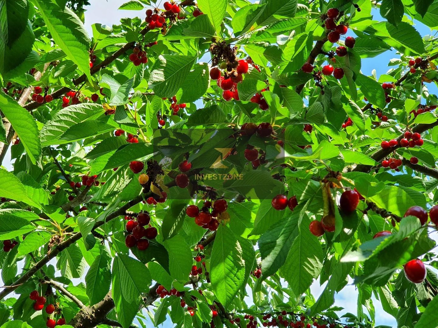 Teren cu utilități 2052 mp - Oradea - str. Făgetului - Poză 14