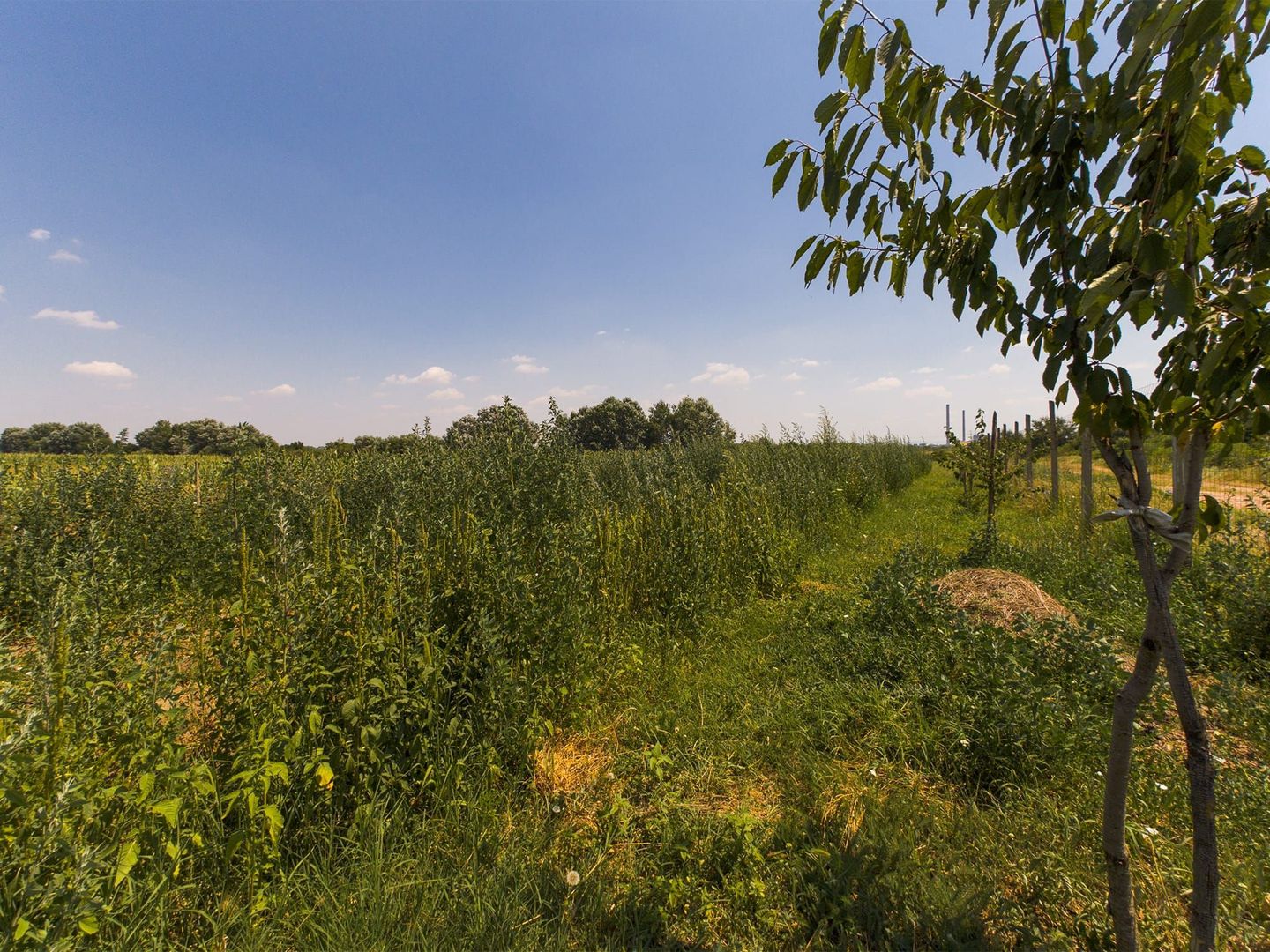 TEREN EXTRAVILAN  CU SOLAR IN GAI - Poză 20