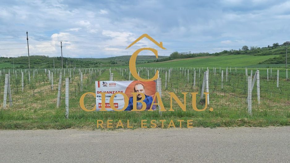 Teren intravilan cu PLANTATIE DE GOJII de vanzare in Racari - Poză 27