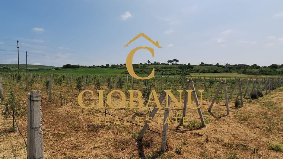 Teren intravilan cu PLANTATIE DE GOJII de vanzare in Racari - Poză 6