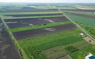 Livadă de nuci și pruni 2.4ha în Variașul Mare - Poză 9