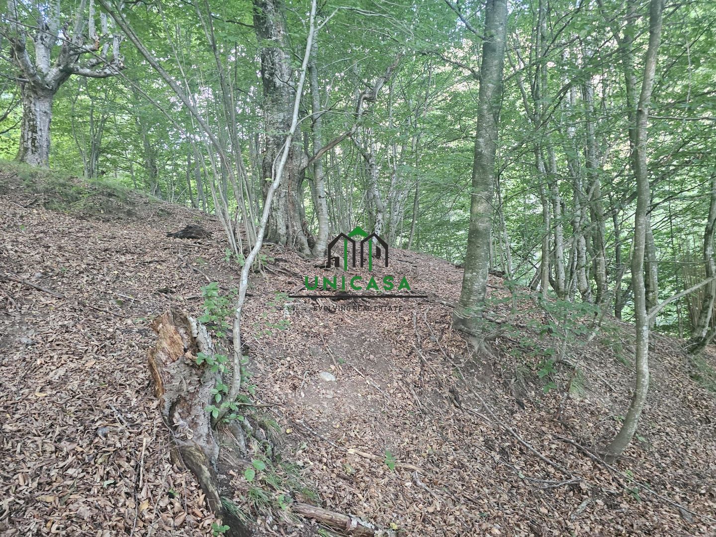 Teren extravilan  cu potential turistic - Brezoi - Poză 1