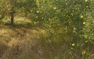 Teren la 35 km de Bucuresti - Izvorani - Ciolpani - Poză 6