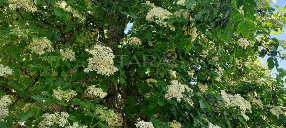 Apartament cu 2 camere in Grigorescu. - Poză 2