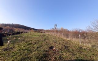 Teren Viisoara 27 ari - Poză 4