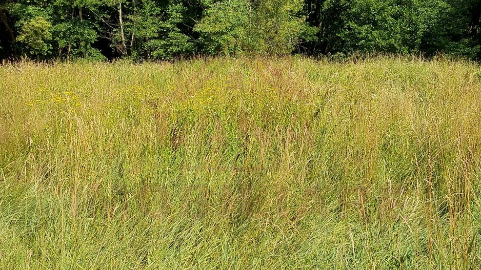 TEREN INTRAVILAN ÎN MARGA-LA DN68 JUD.CARAȘ-SEVERIN - Poză 8