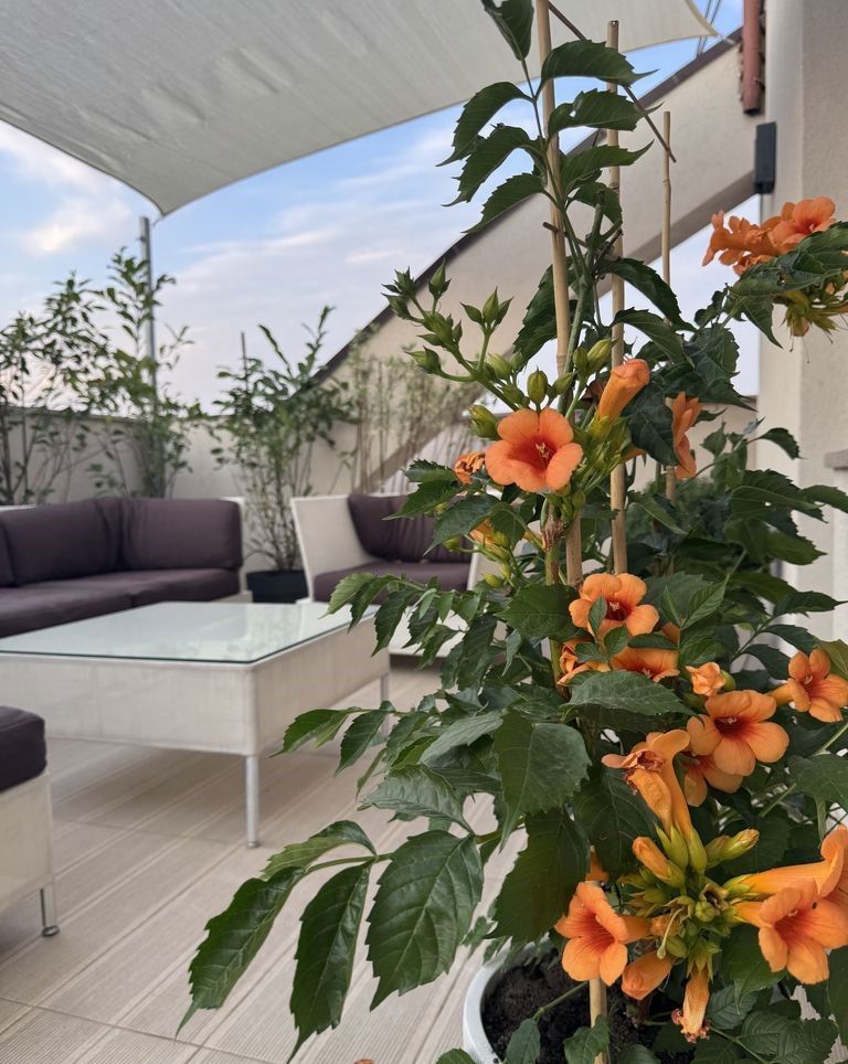 APARTAMENT  ELEGANT CU TERASA ZONA TIMPURI NOI - Poză 2