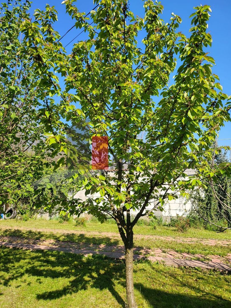 Silistea Snagovului | Casa de vis | Locatia de vis - Poză 11