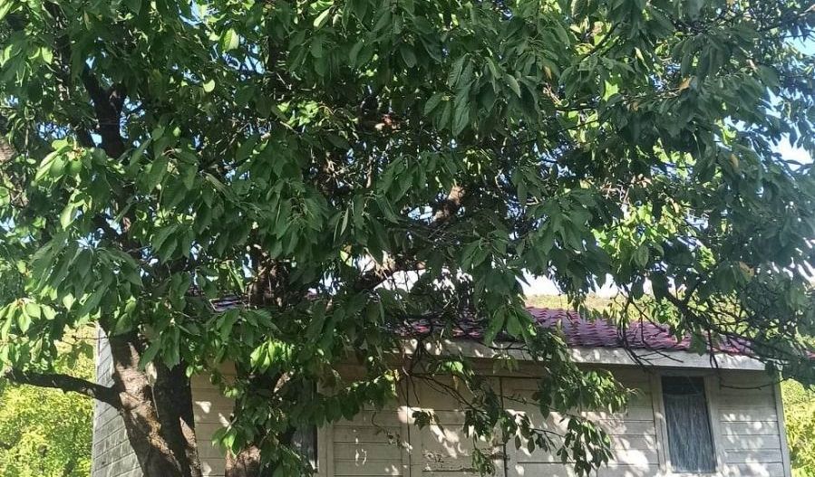 Tren si casa de vacanta in Panticeu - Poză 5