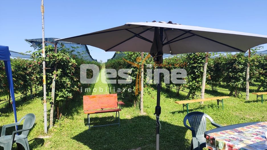 Plantatie de Muri Baicoi 10.000 mp Afacere la cheie! - Poză 9