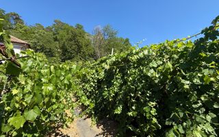 Casa de vanzare, Medias - Poză 19