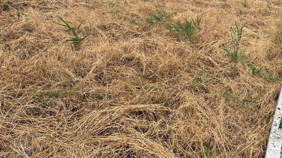 Teren 175 mp in Fratelia - Poză 2