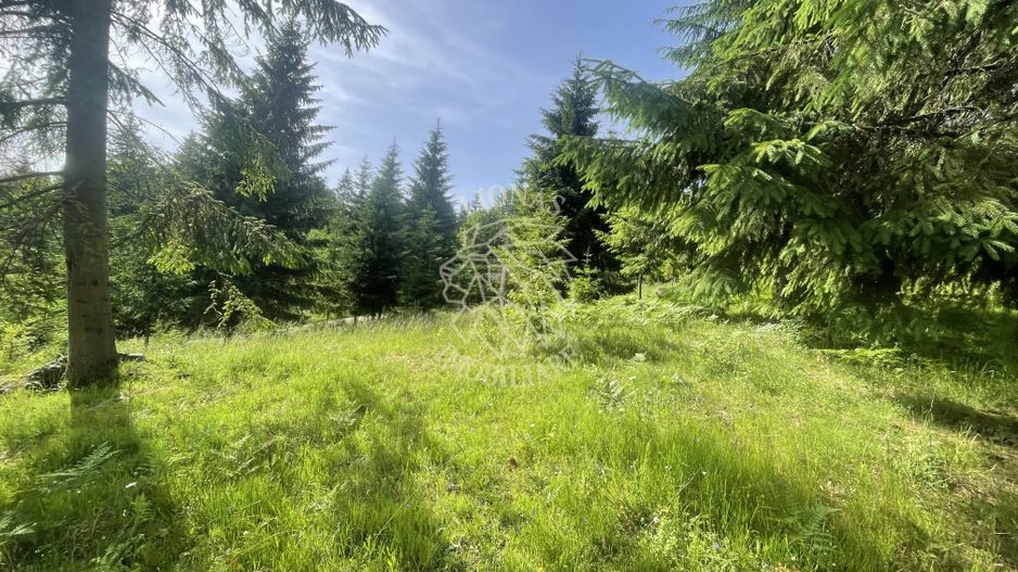 Teren intravilan 1000 mp cu utilitati-ideal cabana, pensiune-Colibita - Poză 2