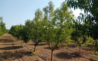 Vand/Schimb Livada Belint 16000mp - Poză 24