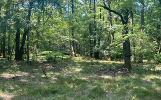 Padure Lapusel 48 ari - Poză 7