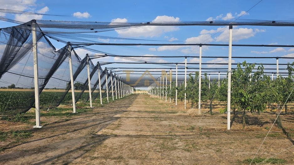 De Vânzare Afacere La Cheie ( ARAD) - Poză 3