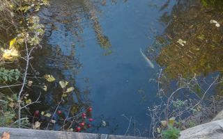 Super ofertă 35000 teren in Muntii Apuseni - Poză 5