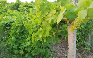Teren intravilan 1.600 mp, Vișan, str. Al. Macedonski – ideal dezvoltare duplexuri/bloc - Poză 3